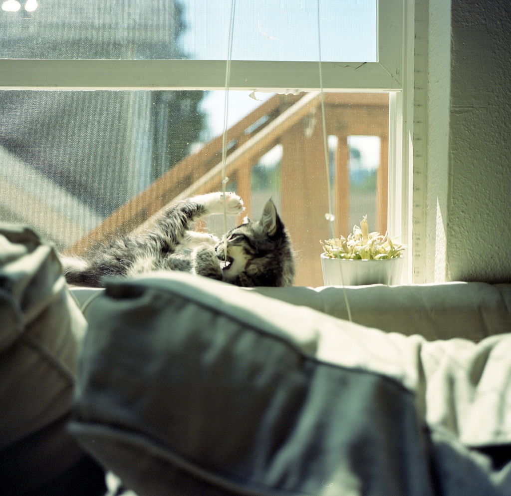 28667710433_a20e542ef8_b