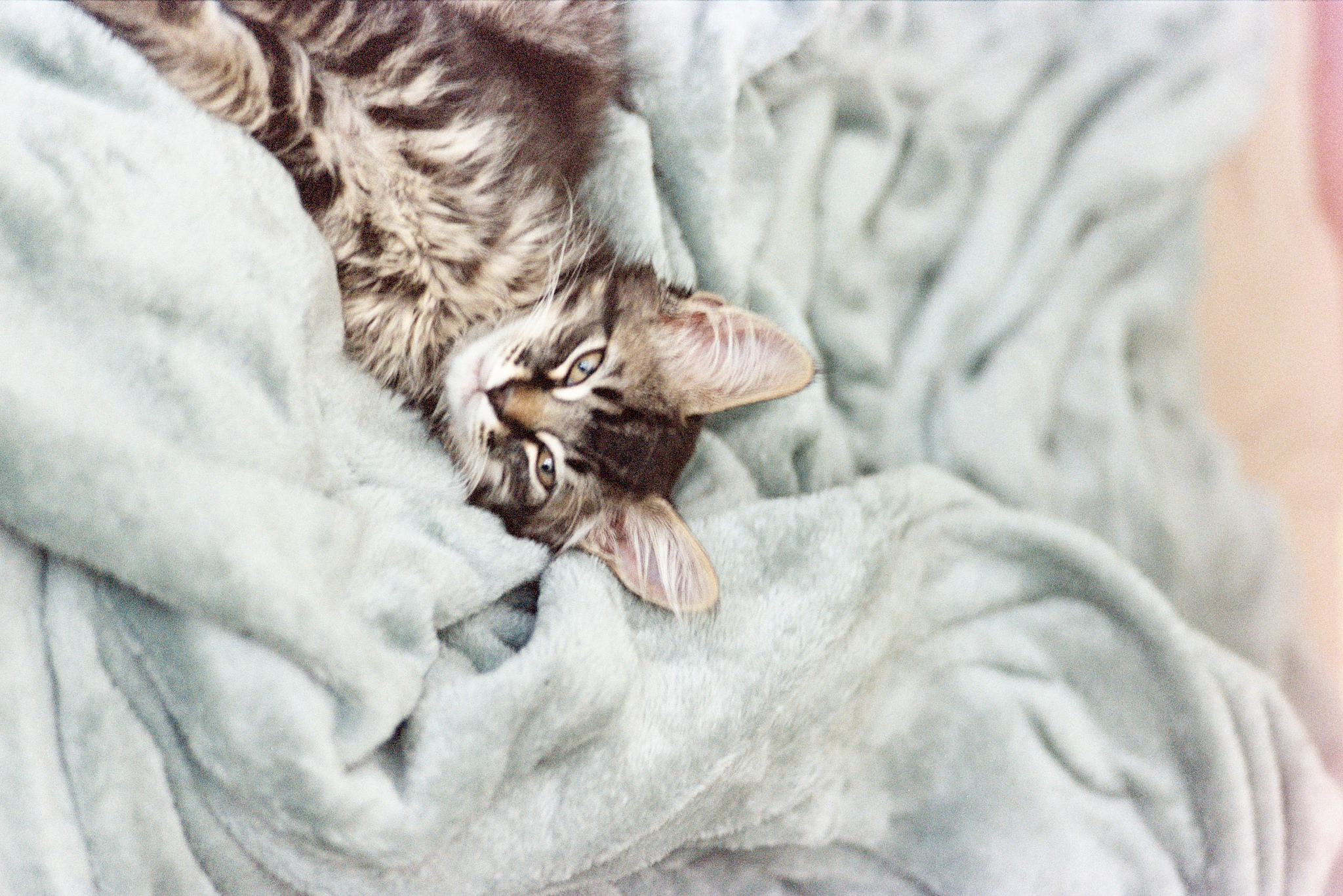 29478734526_8a0cfa0052_k