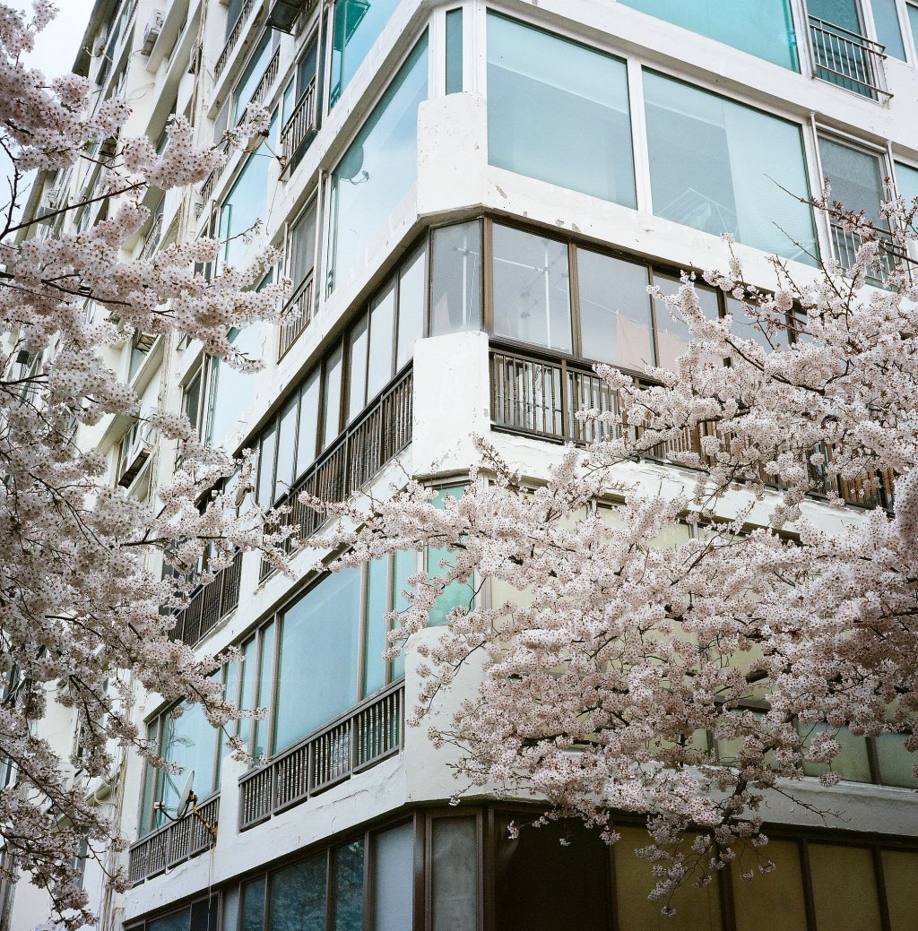 petals with frilled edges, pale ones, vivd ones, petals with calyx still attached. they had all clung for a moment to the bricks of the wash landing, but in no time at all they were caught up in the stream again and melted into the mass.