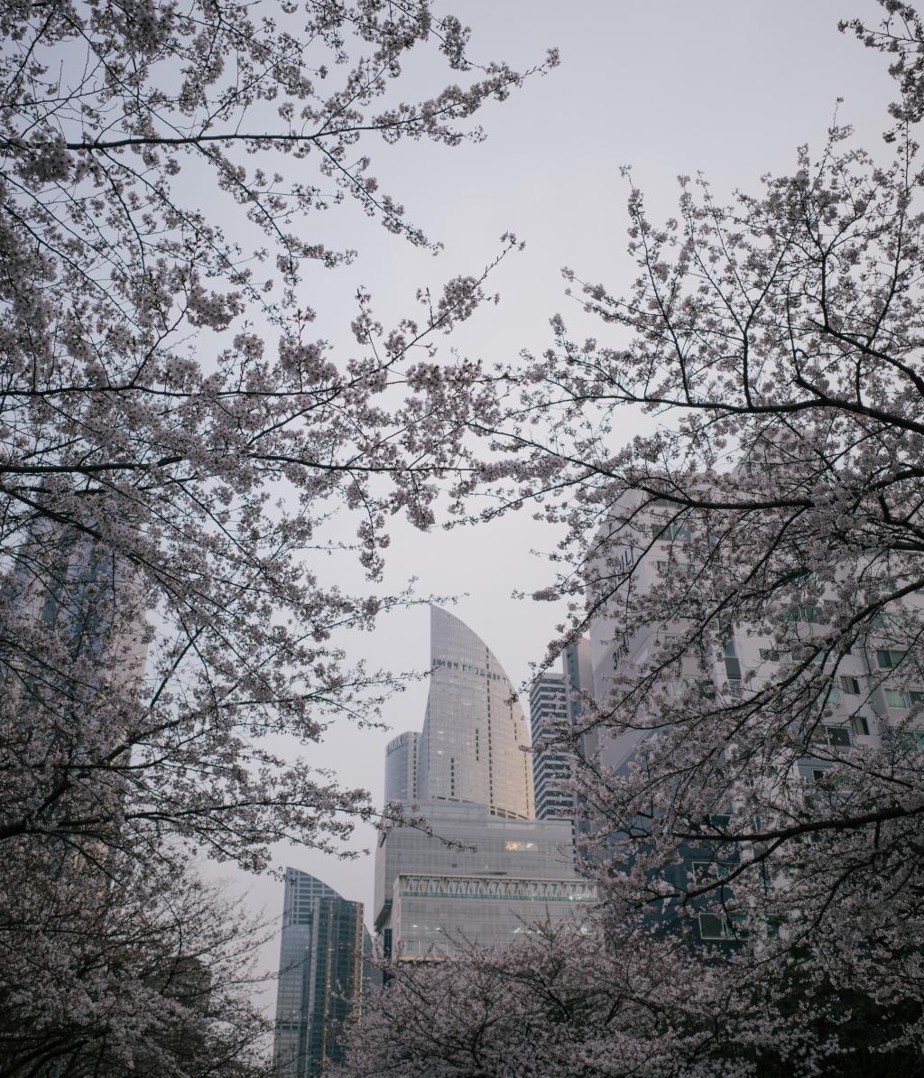 cherry blossoms at daewoo apartments || 벚꽃&nbsp;대우아파트